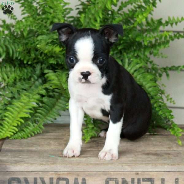 Bella, Boston Terrier Puppy