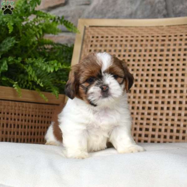 Bella, Shih Tzu Puppy