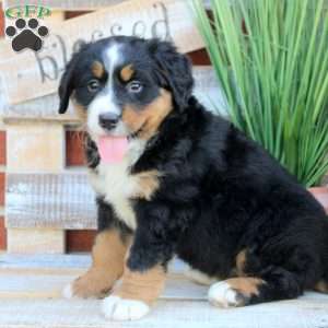 Bella, Bernese Mountain Dog Puppy