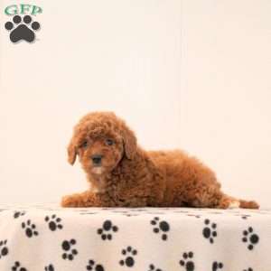 Bella, Toy Poodle Puppy