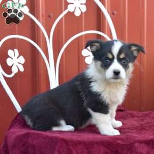 Bella, Pembroke Welsh Corgi Puppy