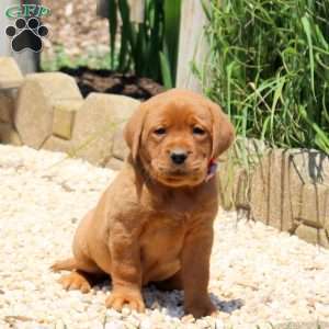 Bella, Fox Red Labrador Retriever Puppy
