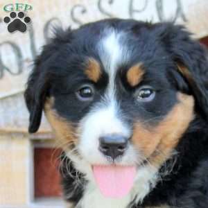 Bella, Bernese Mountain Dog Puppy