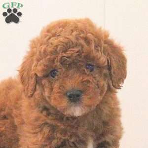 Bella, Toy Poodle Puppy