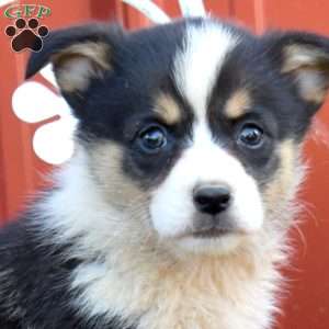Bella, Pembroke Welsh Corgi Puppy