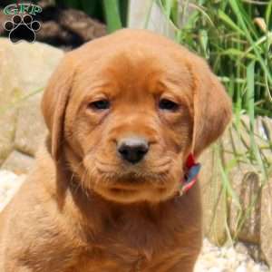 Bella, Fox Red Labrador Retriever Puppy