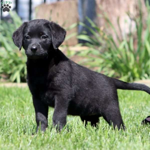 Bella, Black Labrador Retriever Puppy