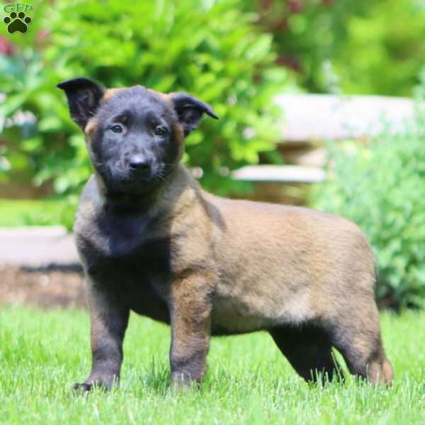Bella, Belgian Malinois Puppy