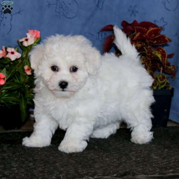Bella, Bichon Frise Puppy