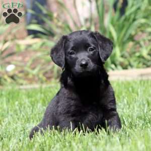 Bella, Black Labrador Retriever Puppy
