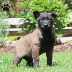 Bella, Belgian Malinois Puppy