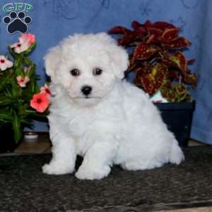 Bella, Bichon Frise Puppy