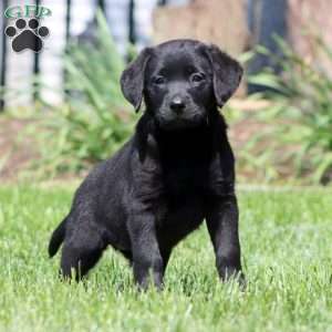 Bella, Black Labrador Retriever Puppy