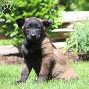 Bella, Belgian Malinois Puppy
