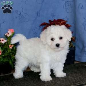 Bella, Bichon Frise Puppy