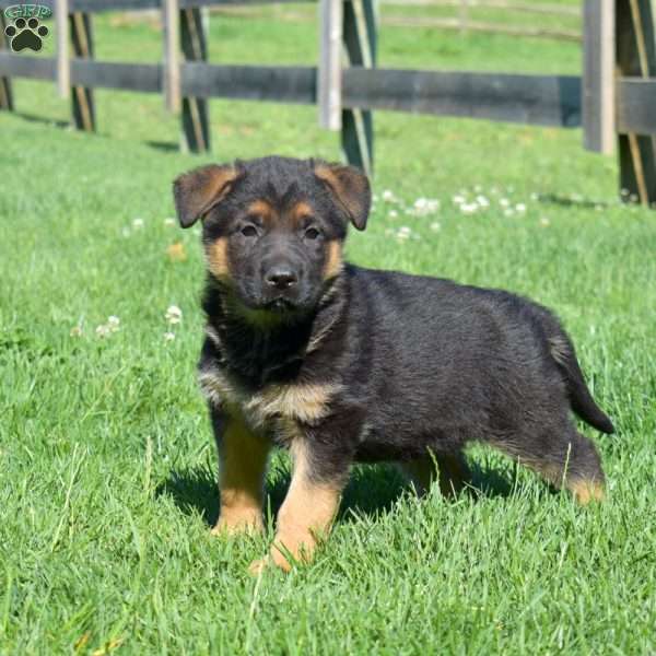 Belle, German Shepherd Puppy