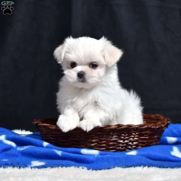 Belle, Maltese Puppy