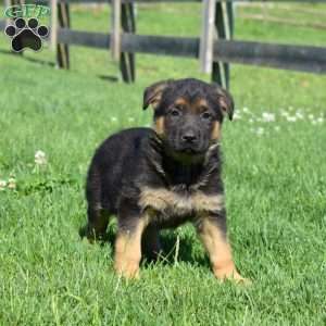 Belle, German Shepherd Puppy