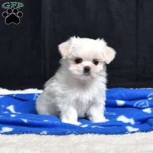 Belle, Maltese Puppy
