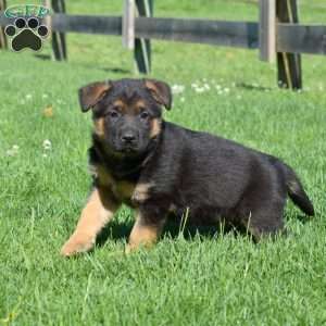 Belle, German Shepherd Puppy