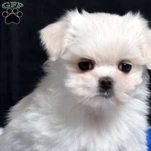 Belle, Maltese Puppy
