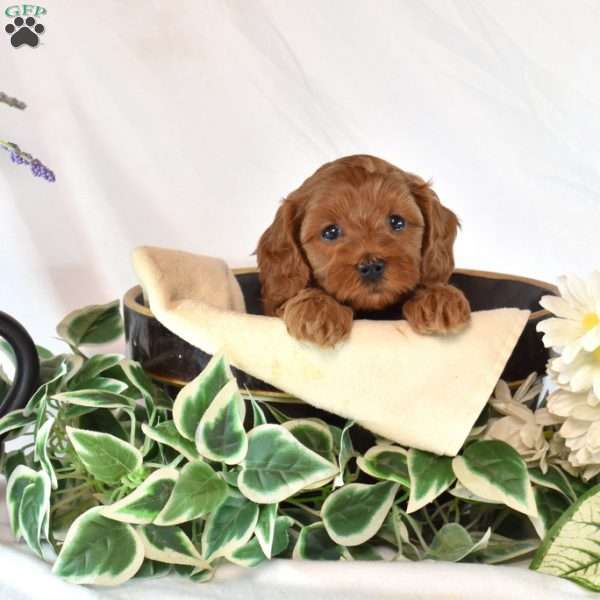 Benji, Cavapoo Puppy