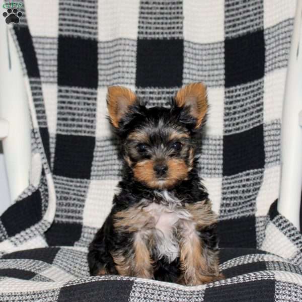 Benji, Yorkie Puppy