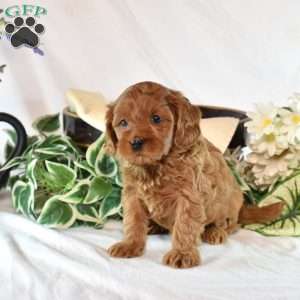 Benji, Cavapoo Puppy
