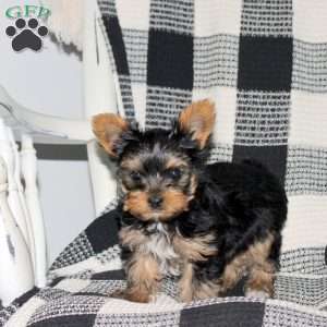 Benji, Yorkie Puppy