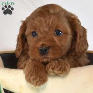 Benji, Cavapoo Puppy