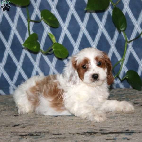 Benji, Cavapoo Puppy