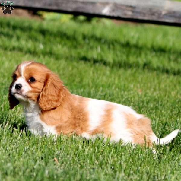 Benji, Cavalier King Charles Spaniel Puppy
