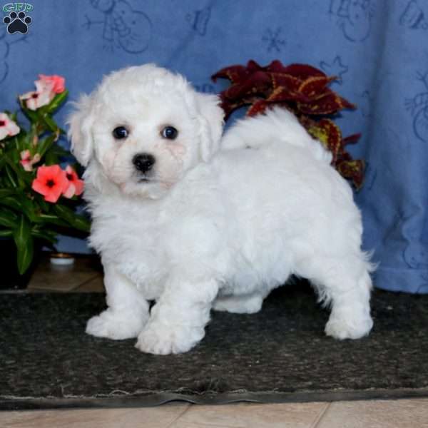Benji, Bichon Frise Puppy