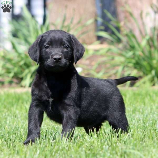 Benji, Black Labrador Retriever Puppy
