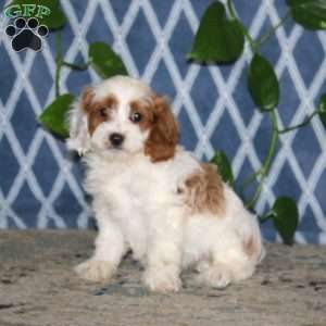 Benji, Cavapoo Puppy