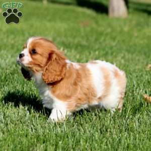 Benji, Cavalier King Charles Spaniel Puppy