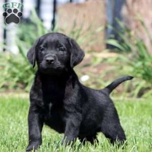 Benji, Black Labrador Retriever Puppy