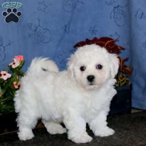 Benji, Bichon Frise Puppy