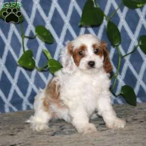 Benji, Cavapoo Puppy