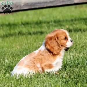 Benji, Cavalier King Charles Spaniel Puppy