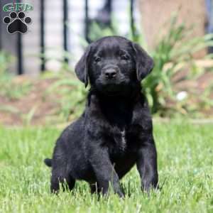 Benji, Black Labrador Retriever Puppy