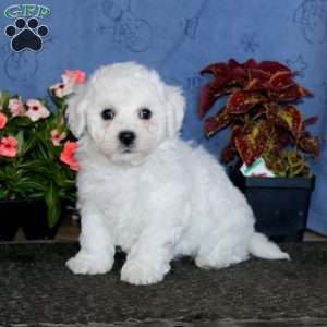 Benji, Bichon Frise Puppy