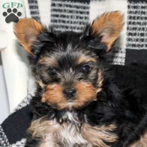 Benji, Yorkie Puppy