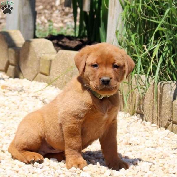 Bennett, Fox Red Labrador Retriever Puppy