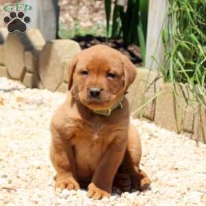 Bennett, Fox Red Labrador Retriever Puppy