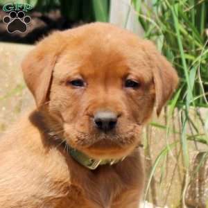 Bennett, Fox Red Labrador Retriever Puppy
