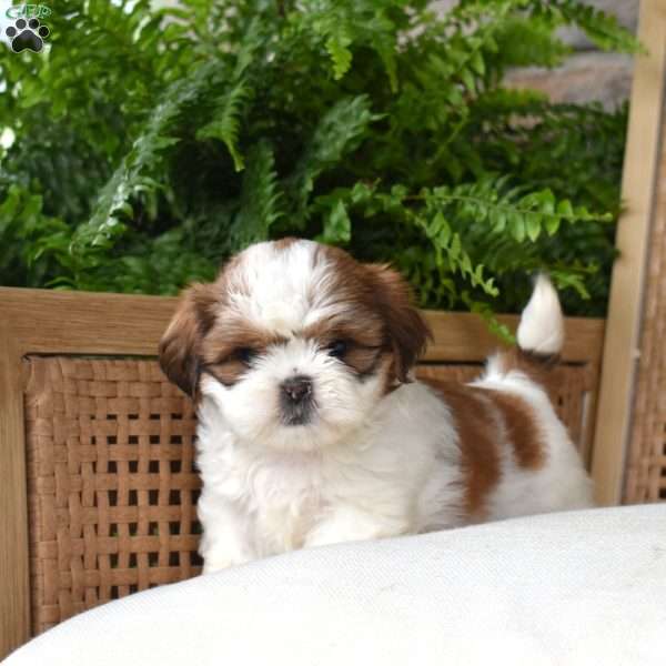 Bentley, Shih Tzu Puppy