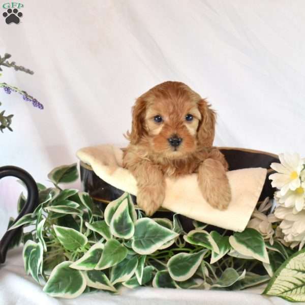 Bentley, Cavapoo Puppy