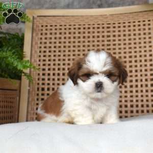 Bentley, Shih Tzu Puppy