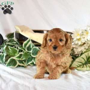 Bentley, Cavapoo Puppy